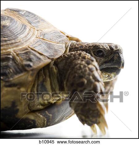 Stock Photography - Close-up of tortoise. Fotosearch