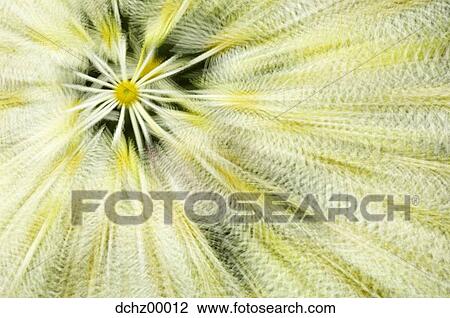 Closeup of flower View Large Photo Image Stock Image - Closeup of flower. Fotosearch