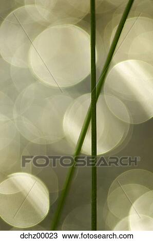 Closeup of grass View Large Photo Image Stock Image - Closeup of grass. Fotosearch