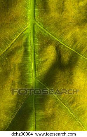 Closeup of leaf View Large Photo Image Picture - Closeup of leaf. Fotosearch