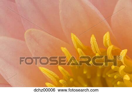 Closeup of pink flower View Large Photo Image Stock Photograph - Closeup of pink flower. Fotosearch