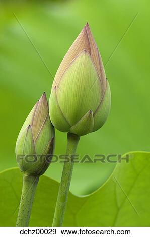 Closeup of tulip buds View Large Photo Image Stock Photo - Closeup of tulip buds. Fotosearch