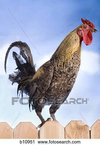 Cock on a fence View Large Photo Image Stock Image - Cock on a fence. Fotosearch