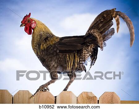 Cock on a fence View Large Photo Image Stock Image - Cock on a fence. Fotosearch