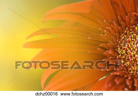 Detailed view of flower View Large Photo Image Stock Photograph - Detailed view of flower. Fotosearch