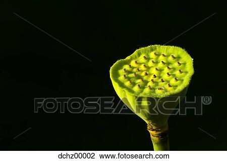 Detailed view of flower without petals View Large Photo Image Stock Image - Detailed view of flower without petals. Fotosearch