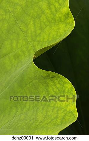 Detailed view of leaf View Large Photo Image Stock Image - Detailed view of leaf. Fotosearch