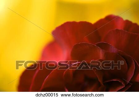 Detailed view of rose View Large Photo Image Stock Photography - Detailed view of rose. Fotosearch