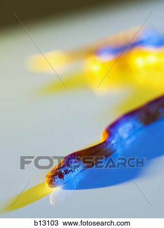 Detailed view of snake View Large Photo Image Stock Image - Detailed view of snake. Fotosearch