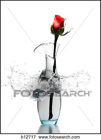 Stock Photo - Exploding vase with red rose. Fotosearch