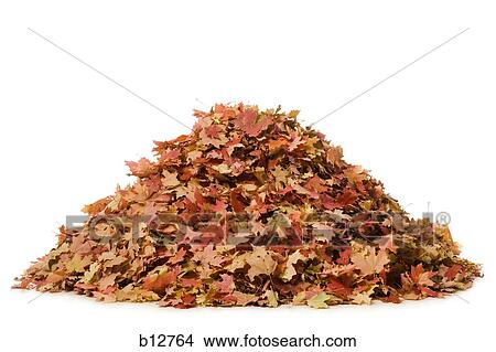 Picture - Fallen leaves. Fotosearch
