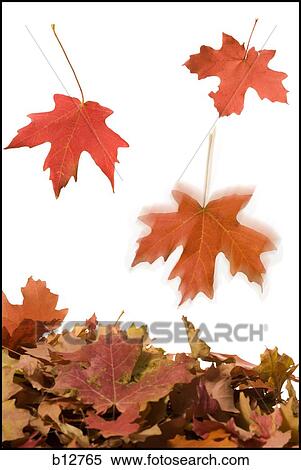 Stock Photography - Fallen leaves. Fotosearch