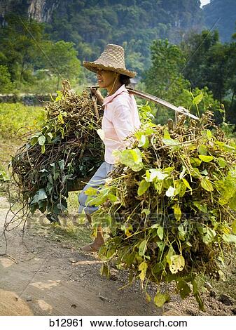 Female rice farmer View Large Photo Image Stock Image - Female rice farmer. Fotosearch