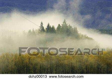 Stock Image - Forest from above with fog. Fotosearch