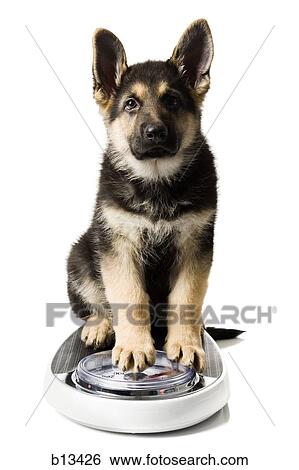 Stock Photograph - German Shepherd pup on bathroom scale. Fotosearch