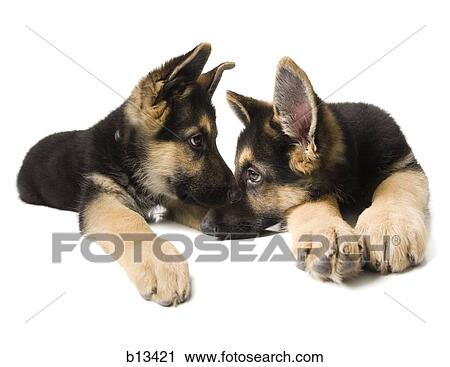 Stock Image - German shepherd puppies. Fotosearch