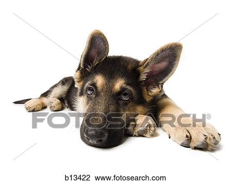 Stock Image - German shepherd puppy lying down. Fotosearch