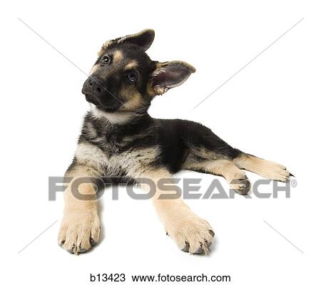 German shepherd puppy posing View Large Photo Image Stock Image - German shepherd puppy posing. Fotosearch
