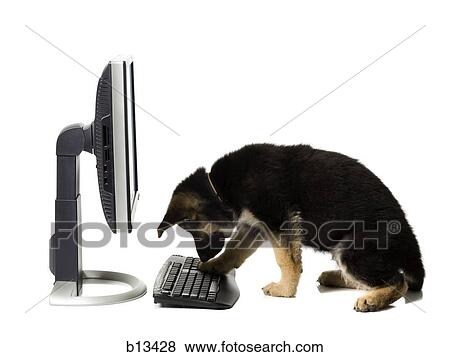 German Shepherd puppy typing View Large Photo Image Stock Photo - German Shepherd puppy typing. Fotosearch