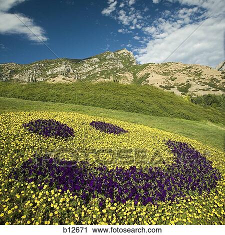 Happy face floral display View Large Photo Image Stock Image - Happy face floral display. Fotosearch