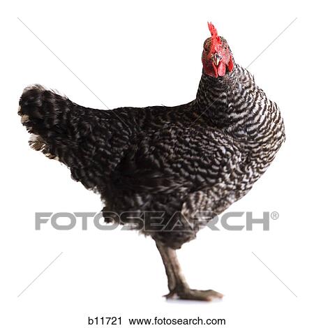 Hen View Large Photo Image Stock Image - Hen. Fotosearch