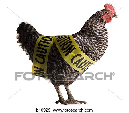 Stock Photo - Infected chicken. Fotosearch