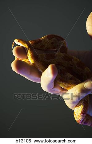 Male hand holding snake View Large Photo Image Stock Photograph - Male hand holding snake. Fotosearch