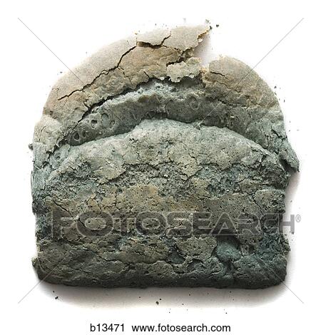 Moldy slice of bread View Large Photo Image Stock Image - Moldy slice of bread. Fotosearch