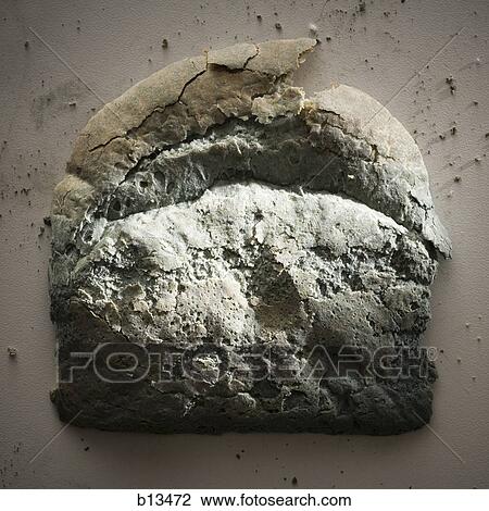 Moldy slice of bread View Large Photo Image Stock Image - Moldy slice of bread. Fotosearch