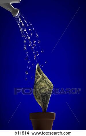 Picture - Money plant. Fotosearch