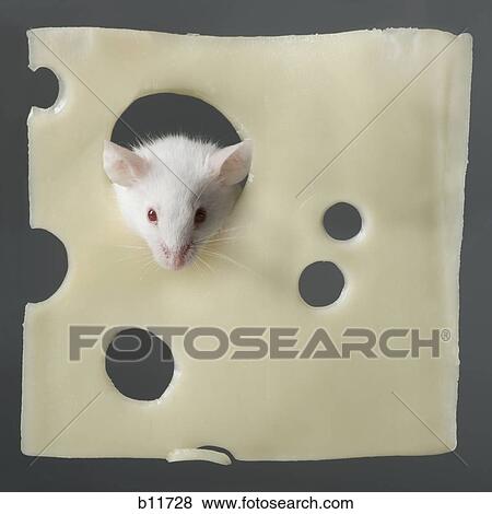 Stock Photo - Mouse and Swiss cheese. Fotosearch