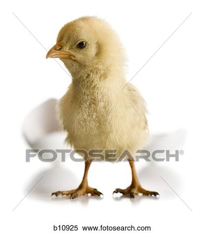 Stock Photography - Newly hatched chickadee. Fotosearch