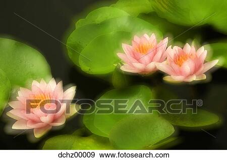 Pink Lilypads View Large Photo Image Stock Photo - Pink Lilypads. Fotosearch
