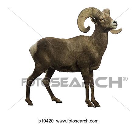 Stock Image - Profile of a ram. Fotosearch