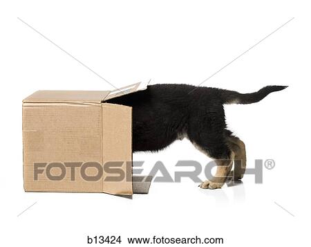 Puppy in cardboard box View Large Photo Image Picture - Puppy in cardboard box. Fotosearch