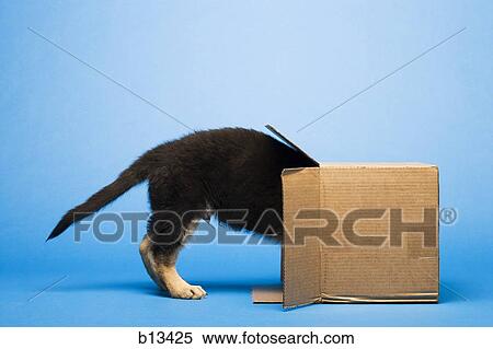 Stock Photography - Puppy in cardboard box. Fotosearch