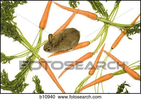 Stock Image - Rabbit and carrots. Fotosearch