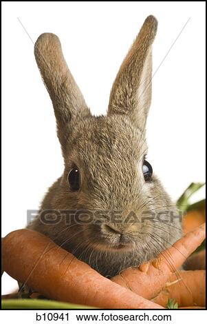 Rabbit and carrots View Large Photo Image Stock Image - Rabbit and carrots. Fotosearch