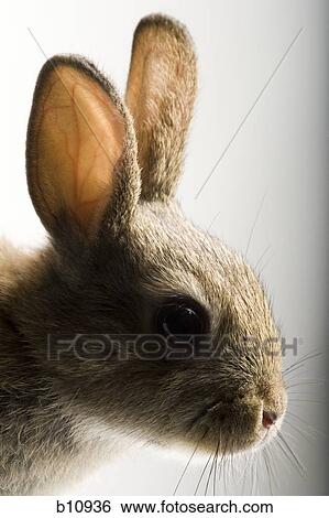 Rabbit face View Large Photo Image Stock Photograph - Rabbit face. Fotosearch