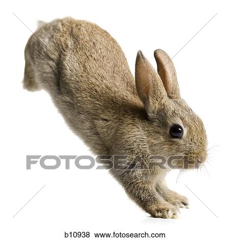 Rabbit jumping View Large Photo Image Stock Photo - Rabbit jumping. Fotosearch