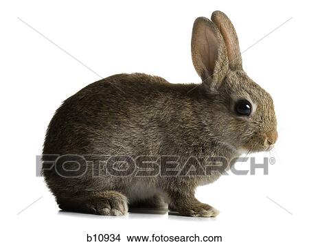 Picture - Rabbit. Fotosearch