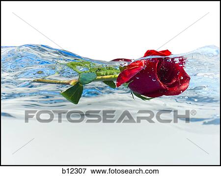 Stock Photo - Red rose floating in water. Fotosearch