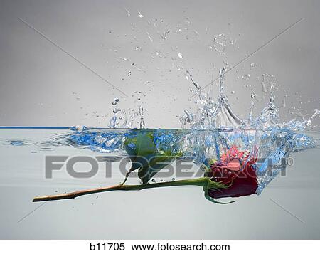 Stock Photography - Red rose floating in water. Fotosearch