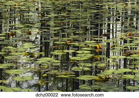 Reflection of trees in water with lilypads View Large Photo Image Stock Image - Reflection of trees in water with lilypads. Fotosearch