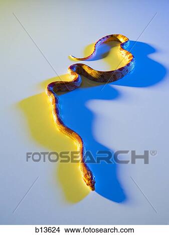 Snake View Large Photo Image Picture - Snake. Fotosearch