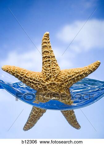 Starfish floating in water View Large Photo Image Stock Photograph - Starfish floating in water. Fotosearch
