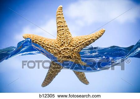 Starfish floating in water View Large Photo Image Stock Photography - Starfish floating in water. Fotosearch