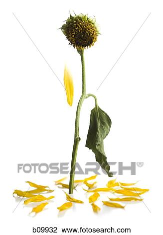 The last petal falling off of a dead sunflower View Large Photo Image Stock Image - The last petal falling off of a dead sunflower. Fotosearch