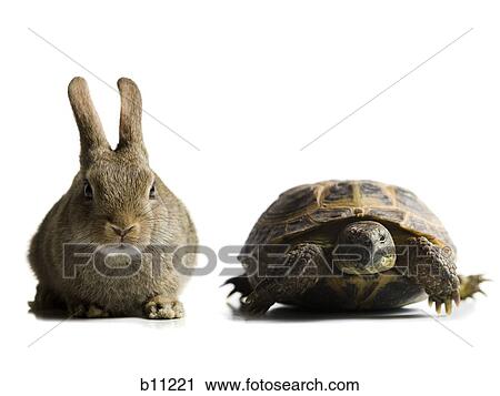 Tortoise and hare racing View Large Photo Image Stock Image - Tortoise and hare racing. Fotosearch