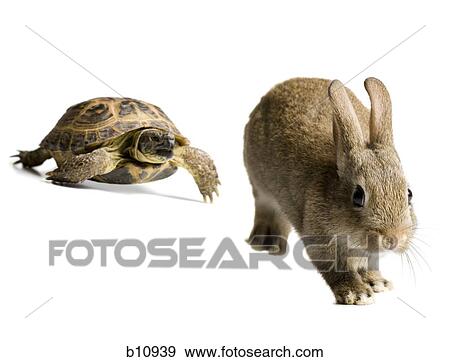Stock Photo - Tortoise and hare racing. Fotosearch